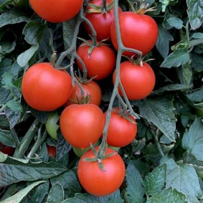 Grushovka tomate