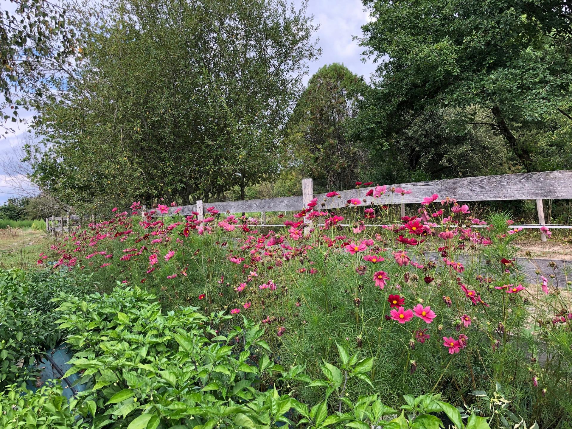 Septembre au Jardin potager