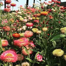 Immortelle bractee