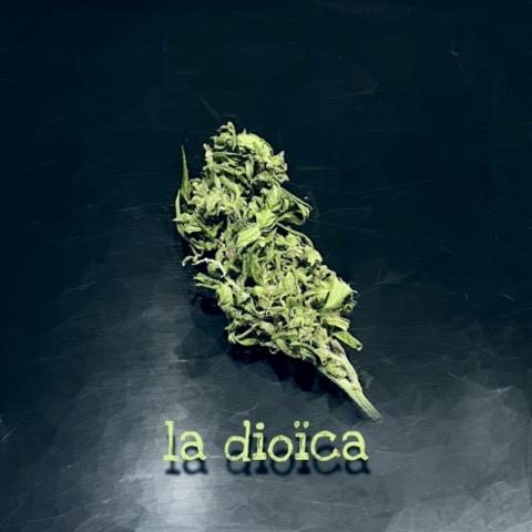 La dioi ca