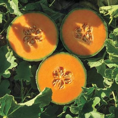 Melon me lange de bougogne