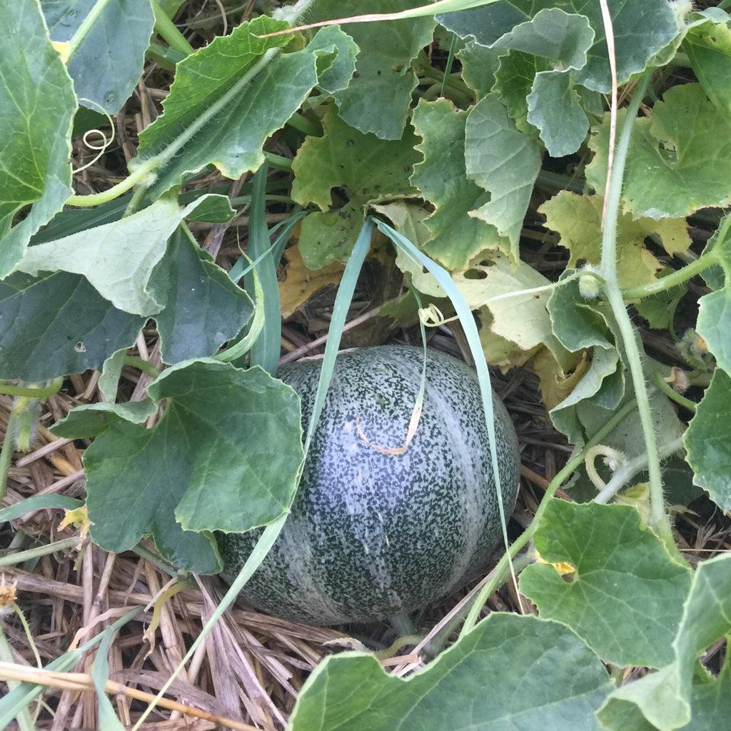 Melon petitgrisderennes