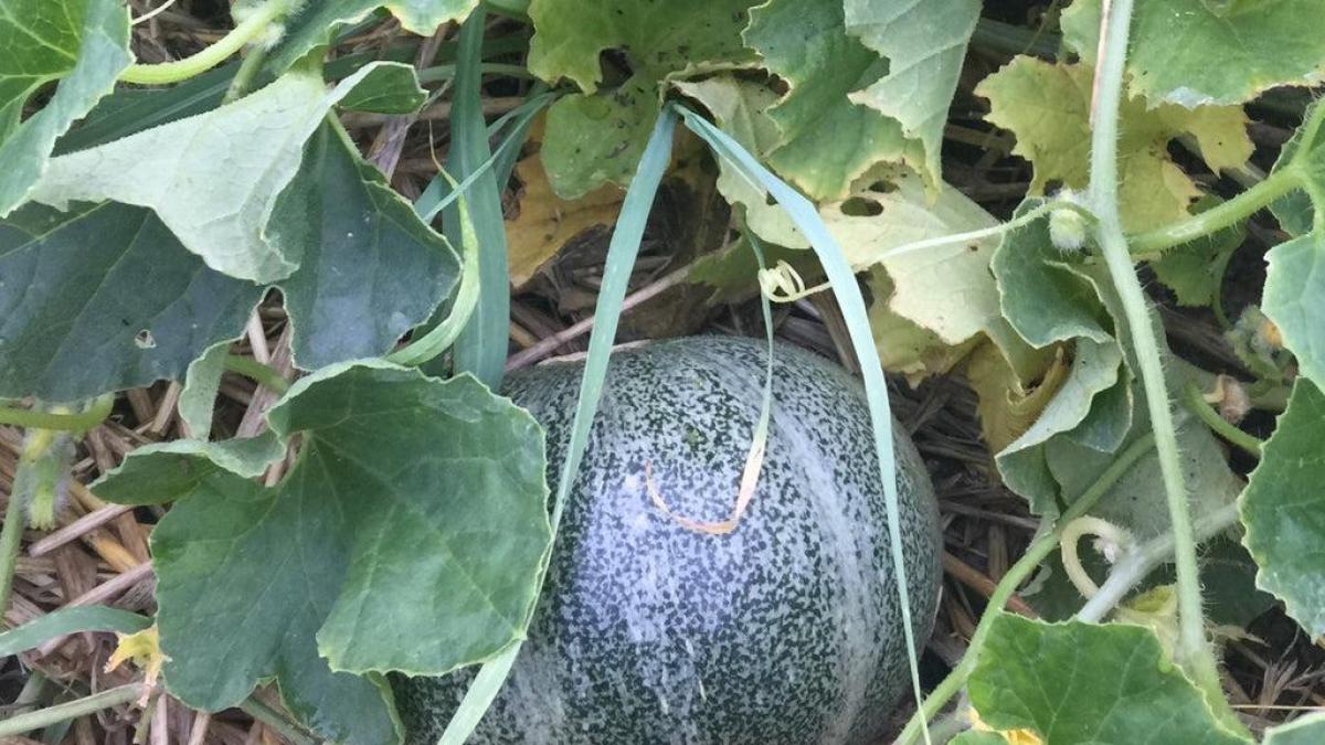 Melon petitgrisderennes