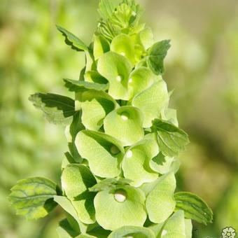 Molucelle laevis