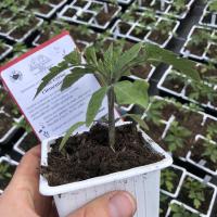 Mon jardin ete plant tomate clementine carre