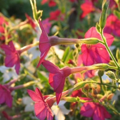 Nicotiana ou tabac dornement