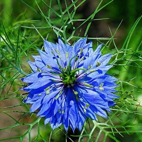 Nigelle de Damas Bio