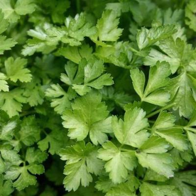 Persil plat