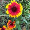 Photo graines bio gaillarde carre 