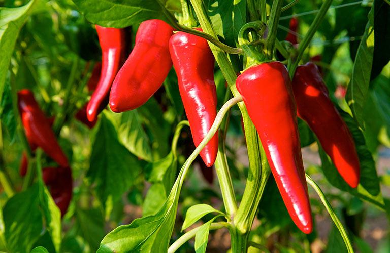 Piment despelette