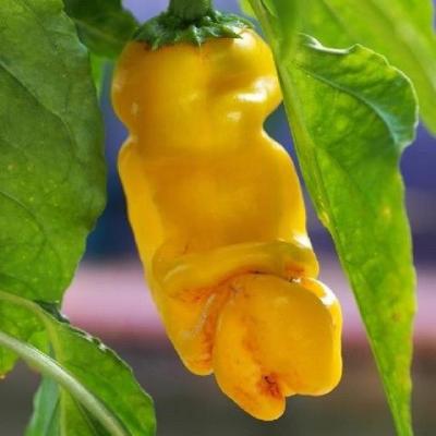 Piment peter pepper jaune