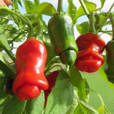 Piment peter pepper rouge
