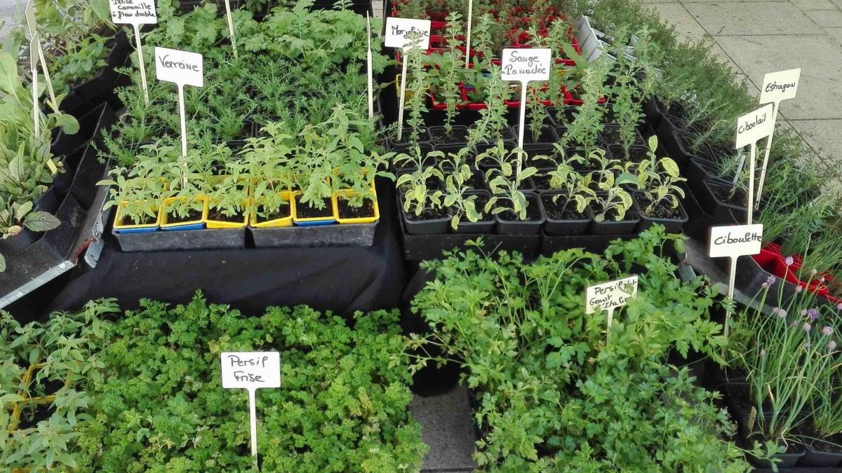 Plantes aromatiques et me dicinales copie