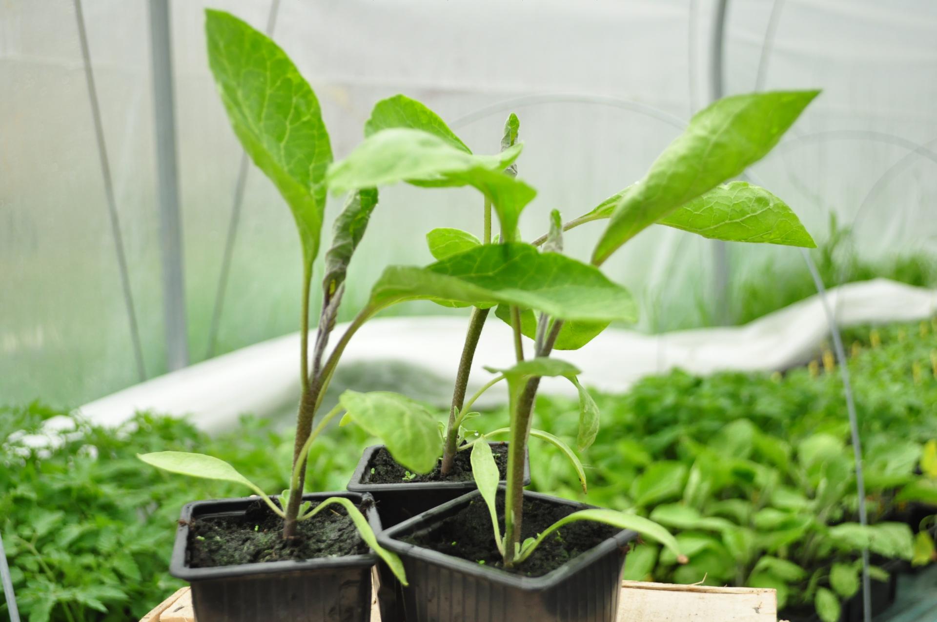 Plants aubergine