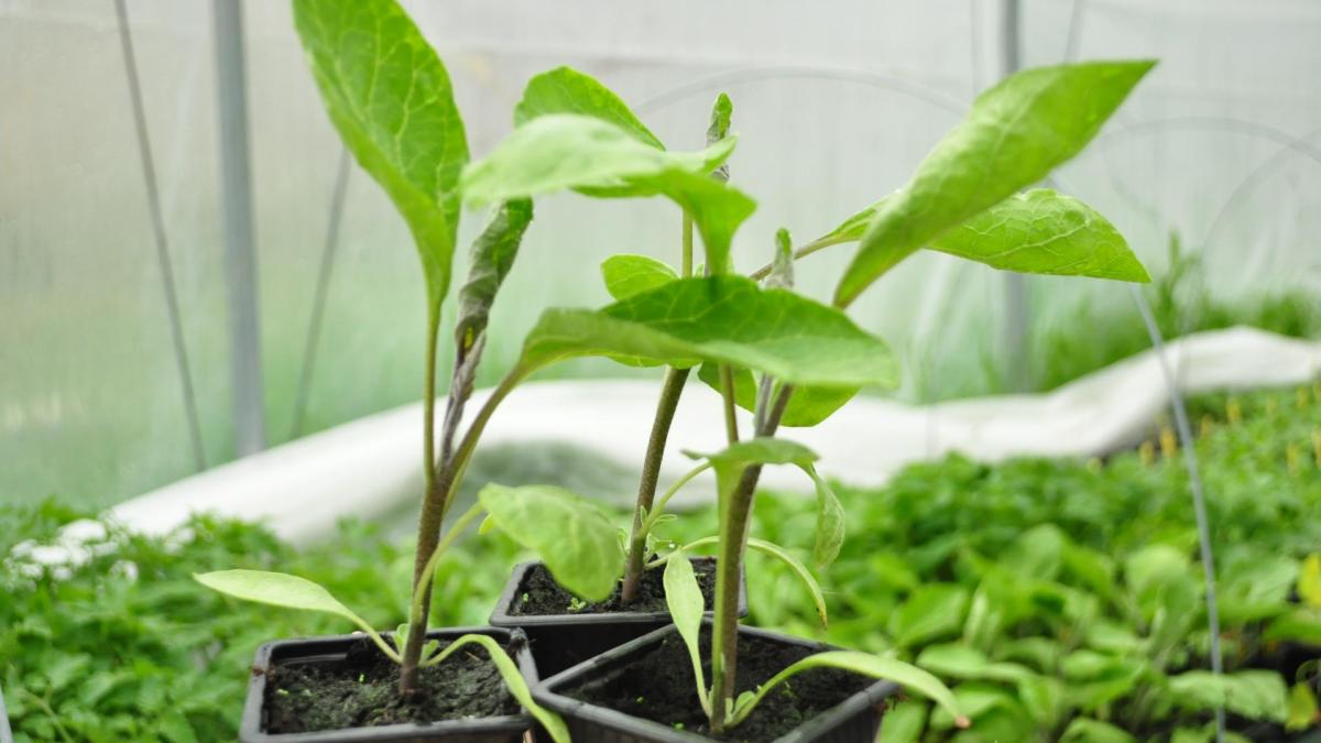 Plants aubergine