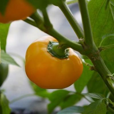 Poivron di capriglio