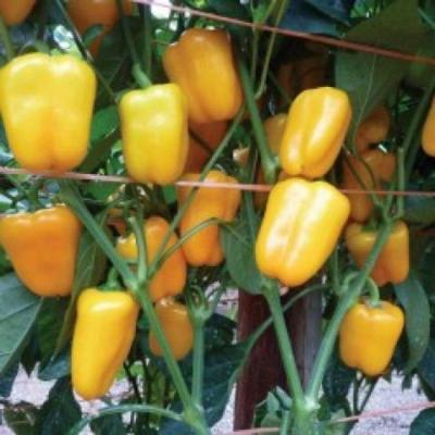 Poivron mini bell yellow