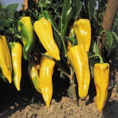 Poivron oro