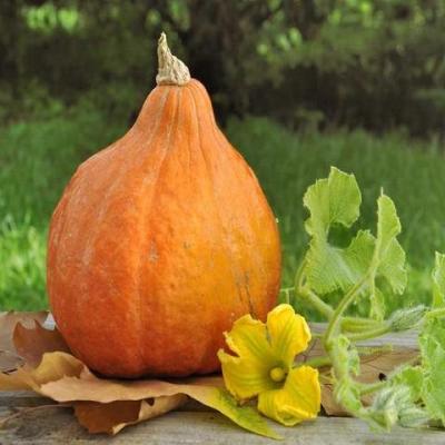 Potimarron 1