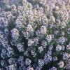 Provenc al fleurs