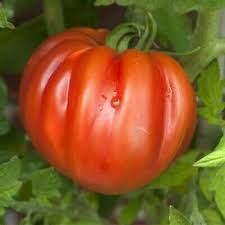Reif red cdb
