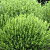 Sariette annuelle