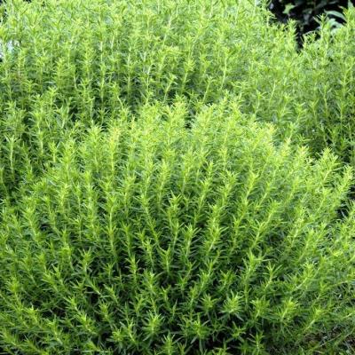 Sariette annuelle