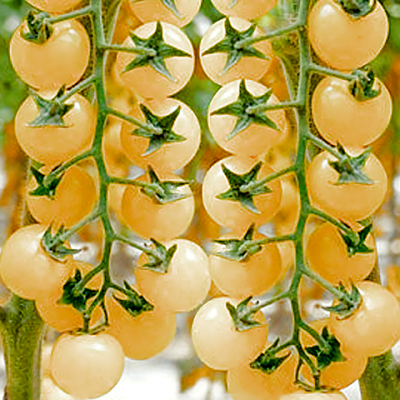 Snowberry tomate cerise