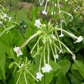 Tabac sylvestris