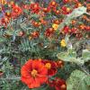 Tagete legion d honneur jardin des thorains
