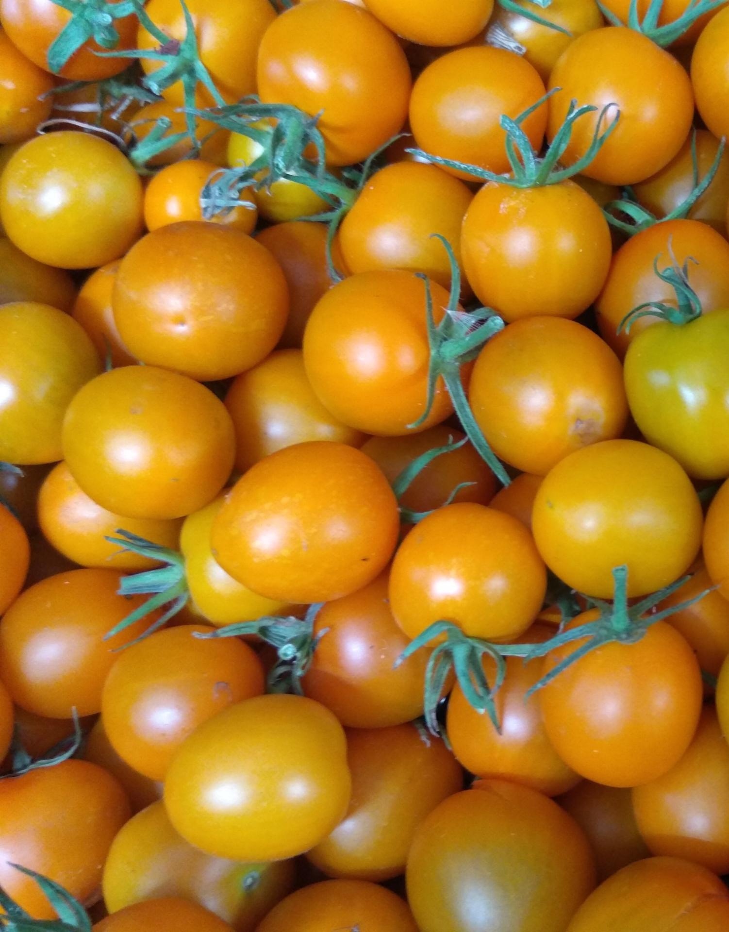 Tomate auriga 1