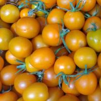 Tomate auriga 1