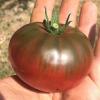 Tomate black oxheart