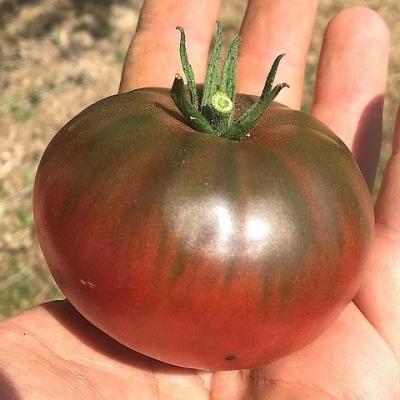 Tomate black oxheart