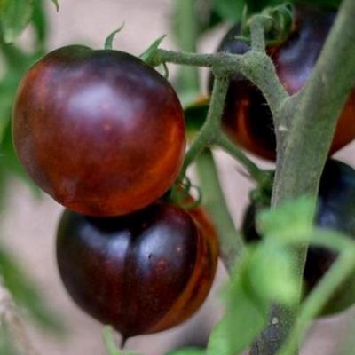 Tomate blue beauty