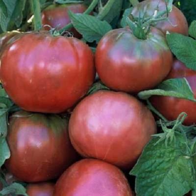Tomate blue fruit