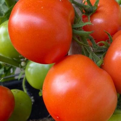 Tomate bogus fruchta copie