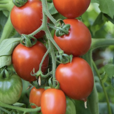 Tomate brin de muguet