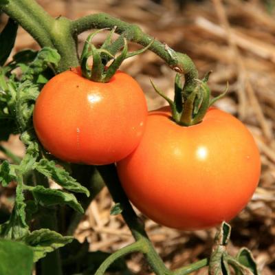 Tomate carotina