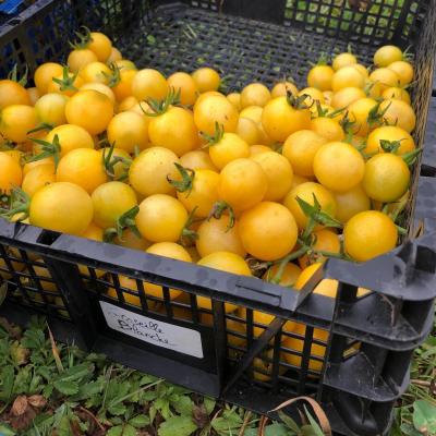 Tomate cerise groseille blanche 2 