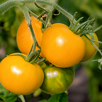 Tomate cerise marizol gold cherry