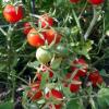 Tomate cerise pearly pink copie