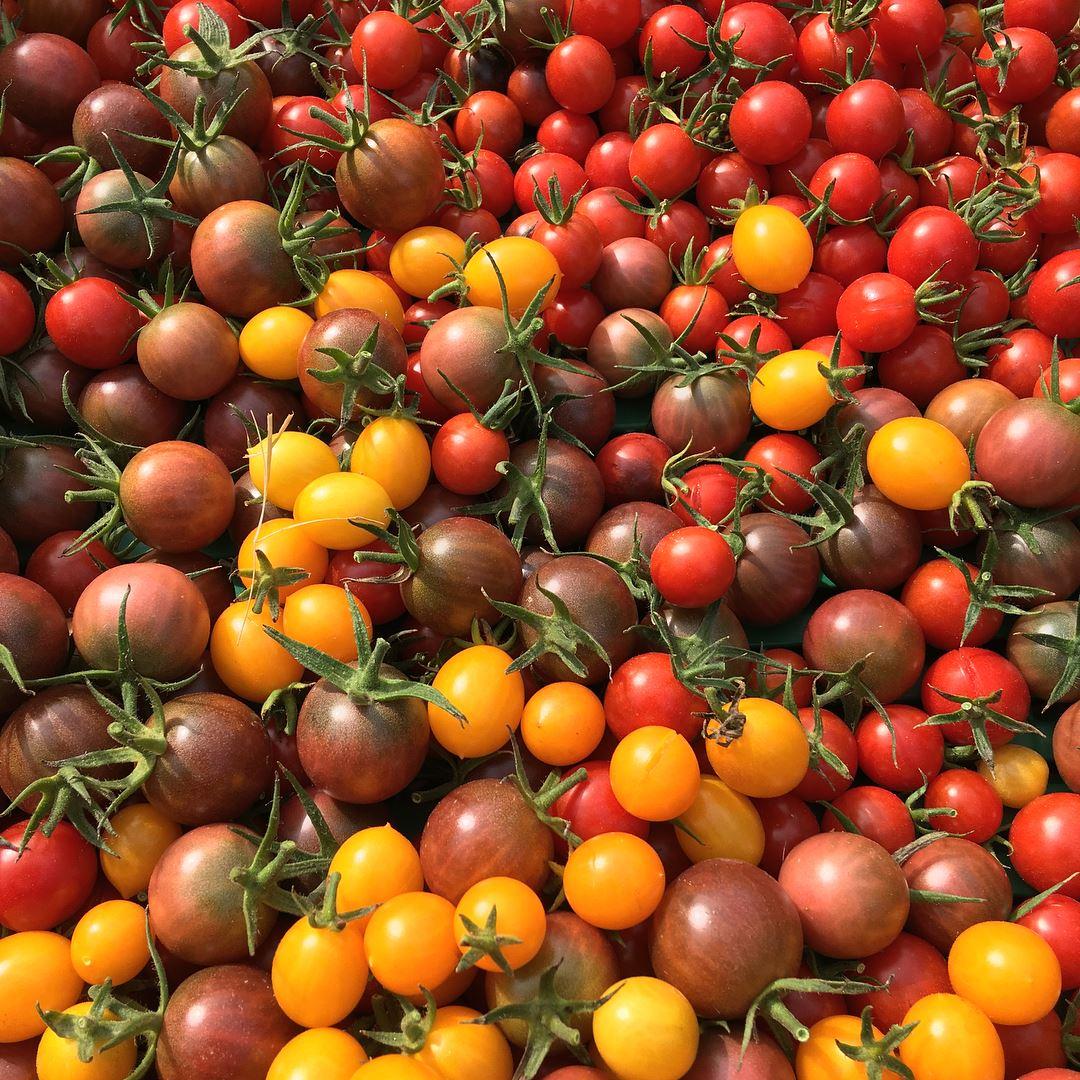 Lot De 120 Graines Tomates Anciennes - Trio Cornue Des Andes, Ananas, Noire De Crimée - 3 Sachets