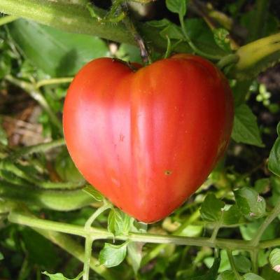 Tomate cuor di bue