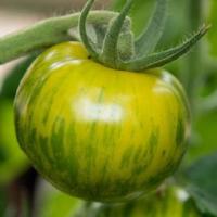 Tomate dorothy green
