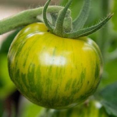 Tomate dorothy green
