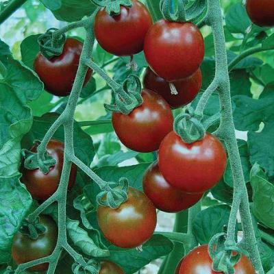 Tomate garnet
