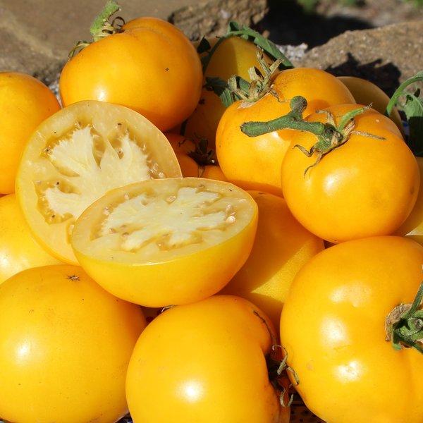 Tomate golden jubilee 1