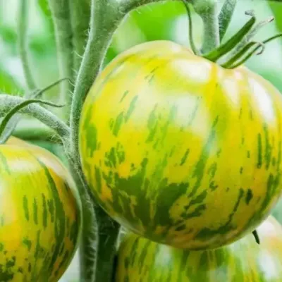 Tomate green zebra