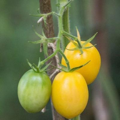 Tomate ivory egg